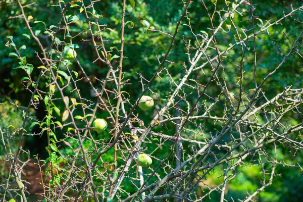 Owoce owocowe w ogrodzie botanicznym w Batumi — Zdjęcie stockowe