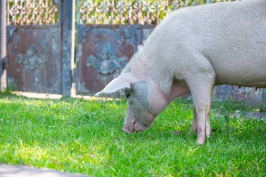 Büyük domuz çitin yanında ot yiyor.