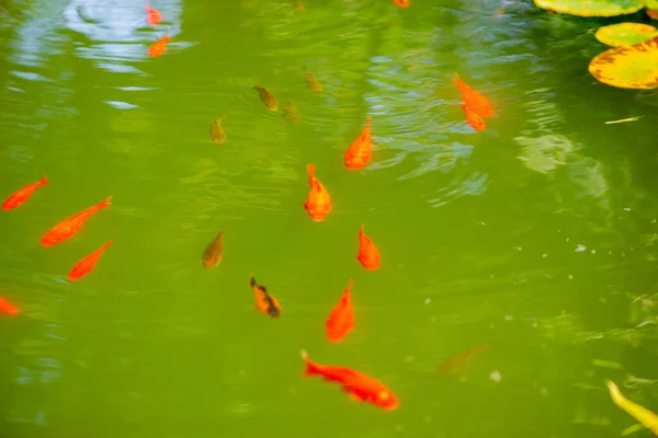 Ikan mas crucian emas yang indah di taman botani di Batumi — Stok Foto