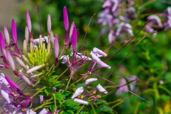 Flor de cleoma em um jardim botânico em Batumi — Fotografia de Stock