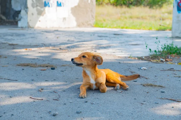 A kind dachshund puppy lies on the trowalk — стоковое фото