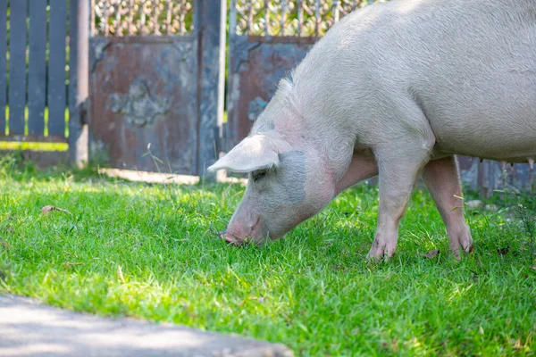 Cerdos de pezuña hendida caminan fuera de su casa — Foto de Stock