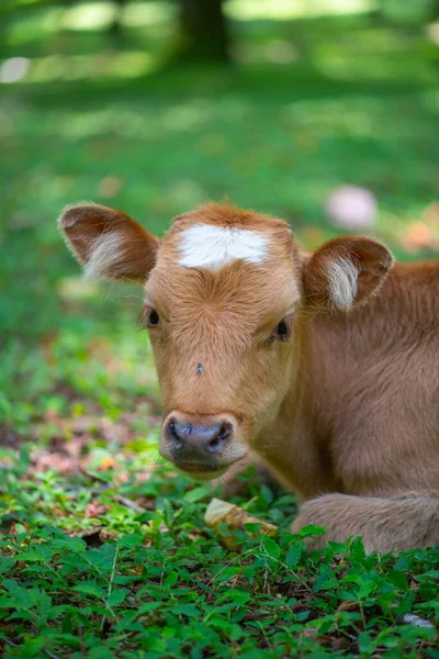 Young red calf with a white spot on the head — Stock Photo, Image