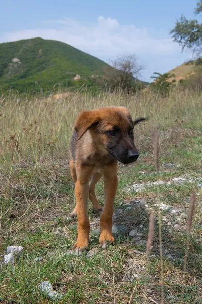 Cane rosso corre sulla steppa da solo — Foto Stock