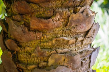 Batumi 'deki botanik bahçesinde palmiye kabuğu