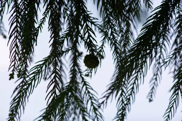 バトゥミの植物園の針 — ストック写真