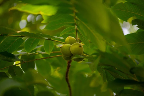 Três kiwi verde crescendo em um jardim botânico em Batumi — Fotografia de Stock