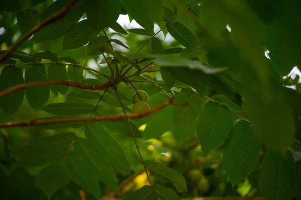 まだ緑のキウイはバトゥミの植物園で成長します — ストック写真