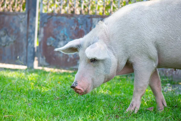 Cerdos con un tacón grande come en su casa — Foto de Stock