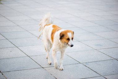 Kırmızı bir köpek kaldırımda koşuyor.