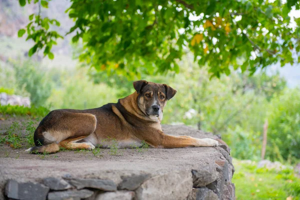 Büyük, güzel bir köpek bir taşın üzerinde yatıyor. — Stok fotoğraf