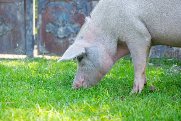 El cerdo come la hierba muy jugosa verde — Foto de Stock