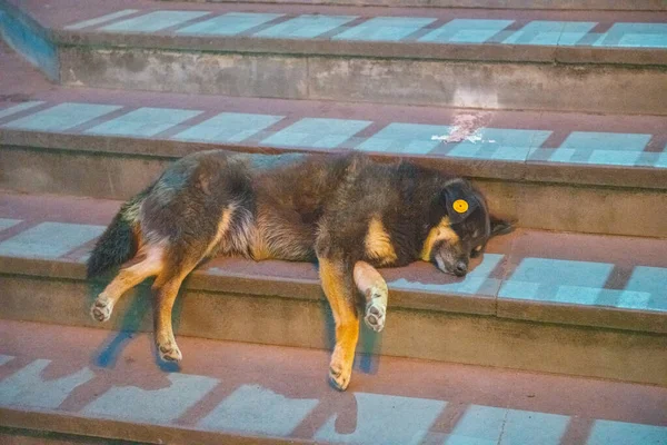 Un perro negro duerme en las escaleras — Foto de Stock