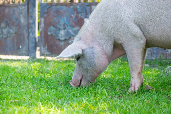 El cerdo come la hierba muy jugosa verde — Foto de Stock