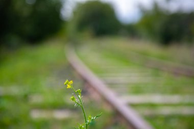 Demiryolunda bir sarı çiçek yetişiyor.