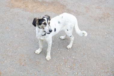 the bitch stands on the sidewalk and looks