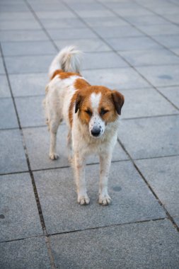 Kibar kızıl saçlı bir köpek kaldırımda duruyor.
