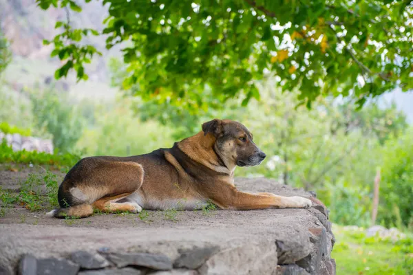一只大狗躺在石头上 — 图库照片