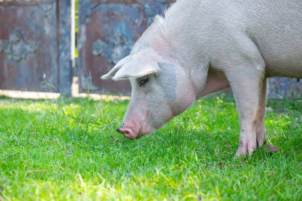 Un cerdo gordo come hierba verde muy jugosa — Foto de Stock