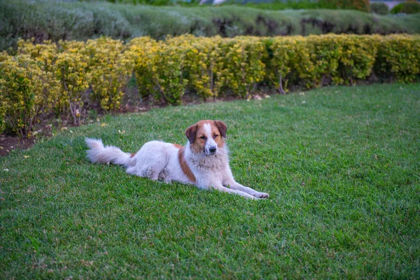 El perro rojo más hermoso yace en la hierba verde — Foto de Stock
