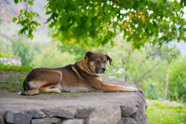 Sakin, güzel köpek bir taşın üzerinde yatıyor.