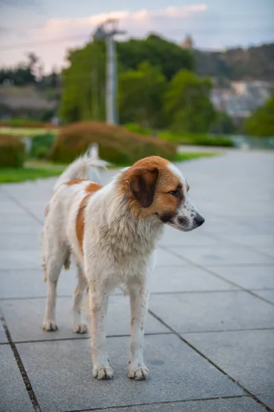 Красивая Рыжая Собака Стоит Тротуаре Высокое Качество Фото — стоковое фото