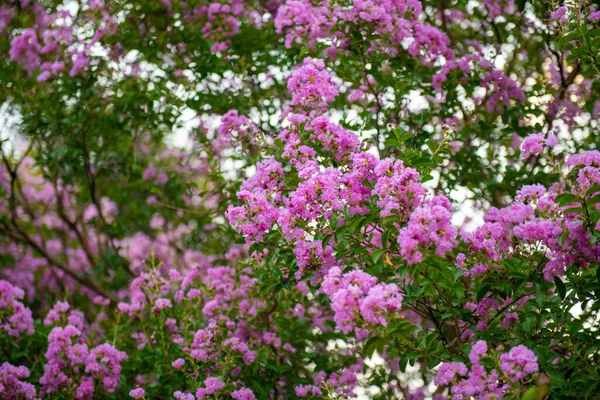 Elegante Arbusto Esponjoso Mirto Florece Maravillosamente Foto Alta Calidad — Foto de Stock