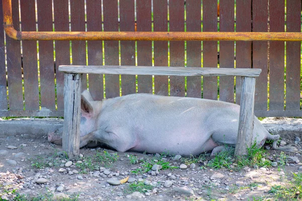 ピンクの豚がベンチの下で寝てる 高品質の写真 — ストック写真