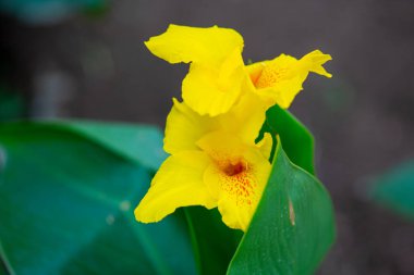 Sarı bir çiçek çimenlikte güzel bir şekilde açar. Yüksek kalite fotoğraf