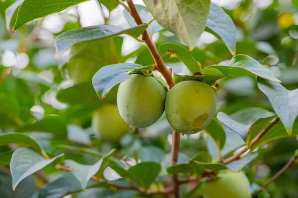 Frutos Cáqui Ainda Verde Pairam Sobre Árvore Foto Alta Qualidade — Fotografia de Stock