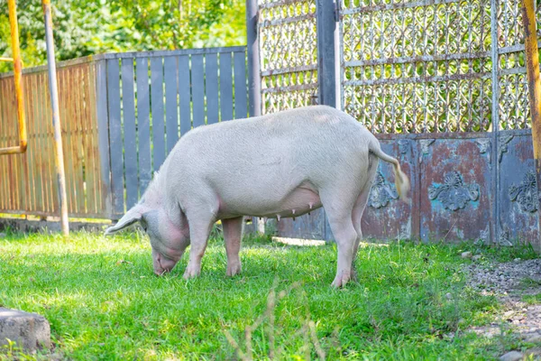 国内の豚が庭を歩き草を食べる 高品質の写真 — ストック写真