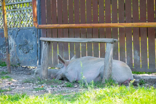 汚い豚が家の近くのベンチの下で寝てた 高品質の写真 — ストック写真