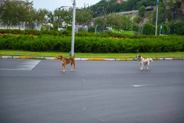 Zwei Kleine Hunde Die Entlang Der Straße Laufen Hochwertiges Foto — Stockfoto