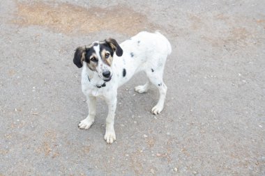 Siyah kulaklı bir köpek kaldırımda duruyor. Yüksek kalite fotoğraf