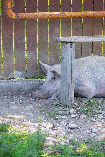 Cerdo Sucio Durmiendo Bajo Banco Foto Alta Calidad — Foto de Stock