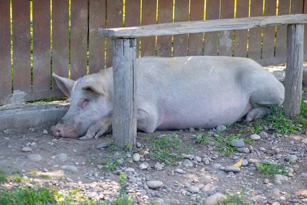 彼の家の近くのベンチの下で眠っている眠い豚 高品質の写真 — ストック写真