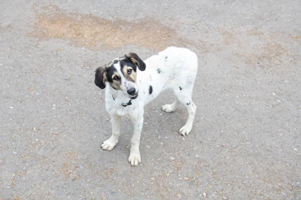Πιο Γλυκό Σκυλί Στέκεται Στο Πεζοδρόμιο Και Κοιτάζει Υψηλής Ποιότητας — Φωτογραφία Αρχείου