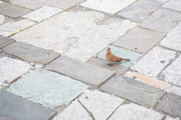 Um pombo castanho na calçada — Fotografia de Stock