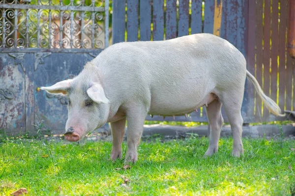 Glad gris gå runt på gården och äta gräs — Stockfoto