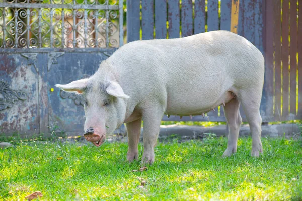 Temiz bir domuz bahçede yürüyor ve ot yiyor. — Stok fotoğraf