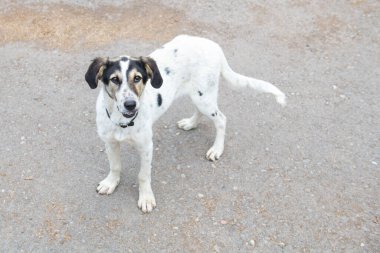 Siyah kulaklı beyaz köpek kaldırımda duruyor.