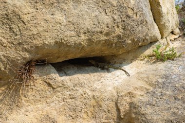 Georgia 'nın Uplistsikhe şehrindeki kertenkele.