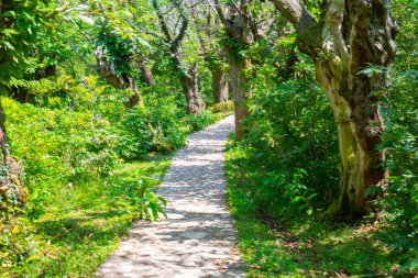 Taştan yapılmış ormanda yol
