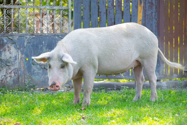 Cerdo mugriento camina por el patio y come hierba — Foto de Stock