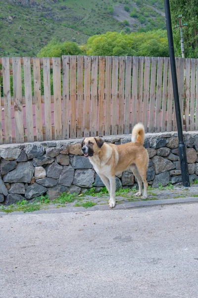 Un enorme perro está junto a la valla — Foto de Stock