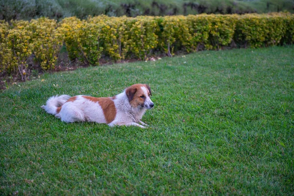 Lindo perro blanco acostado sobre hierba verde — Foto de Stock