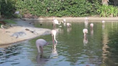 Flamingo pembe su üzerinde yürür ve yer.