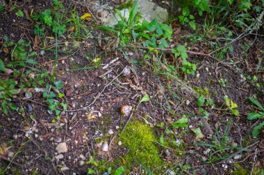 Bir sürü salyangoz çimenlerde yatıyor.