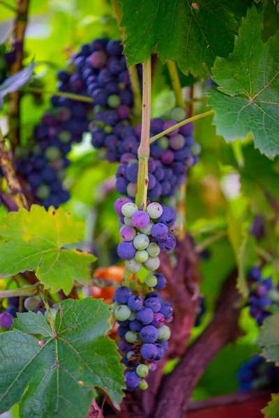 Ripe grotto of grapes hanging on a bush — Zdjęcie stockowe