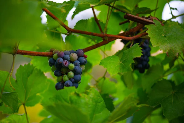 Dużo dojrzałych czarnych winogron wiszących na krzewie — Zdjęcie stockowe